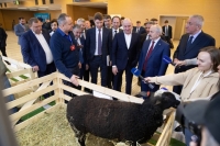 Рашид Темрезов: Для Карачаево-Черкесия развитие овцеводства является одним из приоритетных направлений в сельском хозяйстве