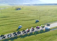 Жители Карачаево-Черкесии могут посетить выставку лошадей, которая пройдет 20 апреля в Учкулане