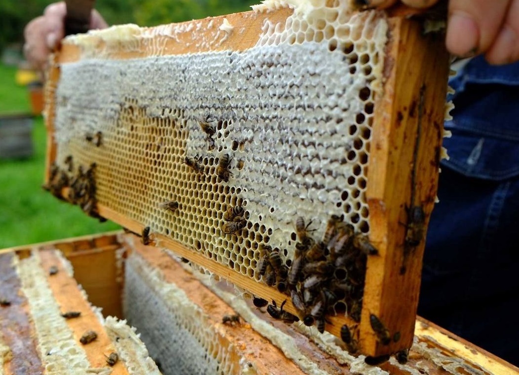 Пчелосемьями купить краснодарский. Ульи для пчел. Соты в улье. Пчелы пасека. Пчелиный дом.